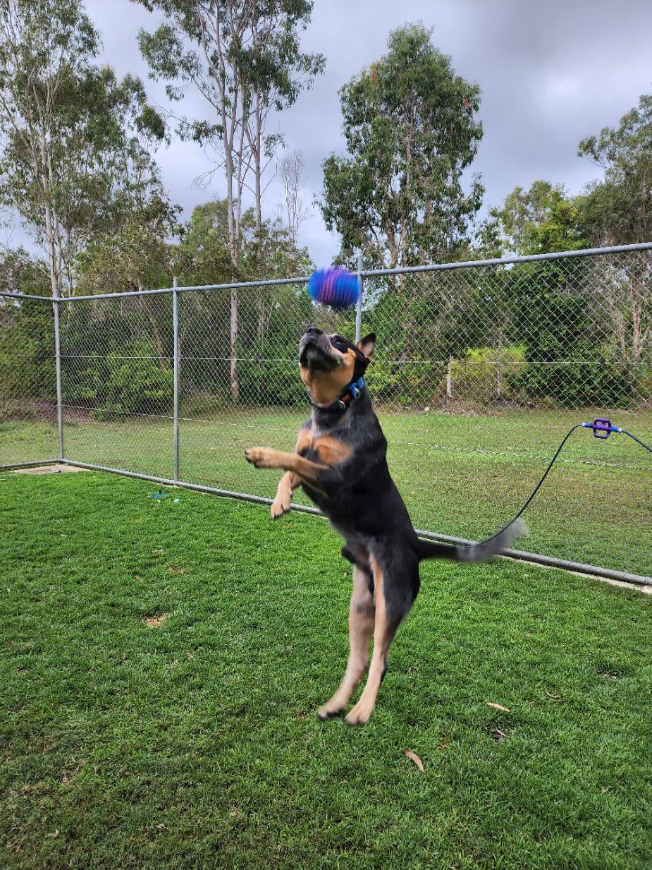 Cawarral Boarding Kennels & Cattery Kennels Cawarral Boarding Kennels